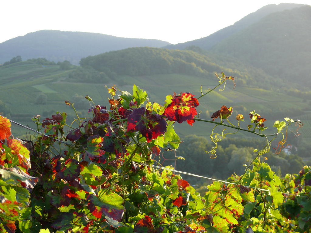 Landhotel Sonnenhof Siebeldingen المظهر الخارجي الصورة
